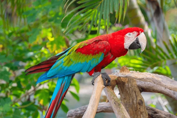 African Grey Parrot Care