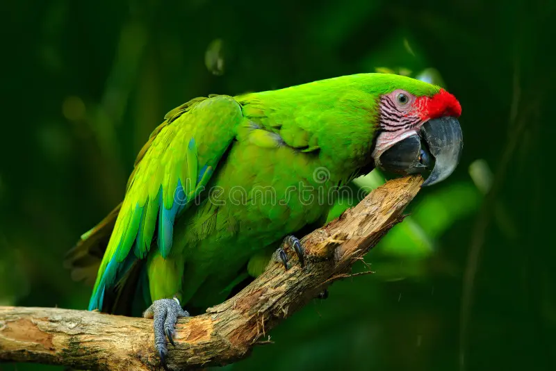 Macaw Nutrition Guide