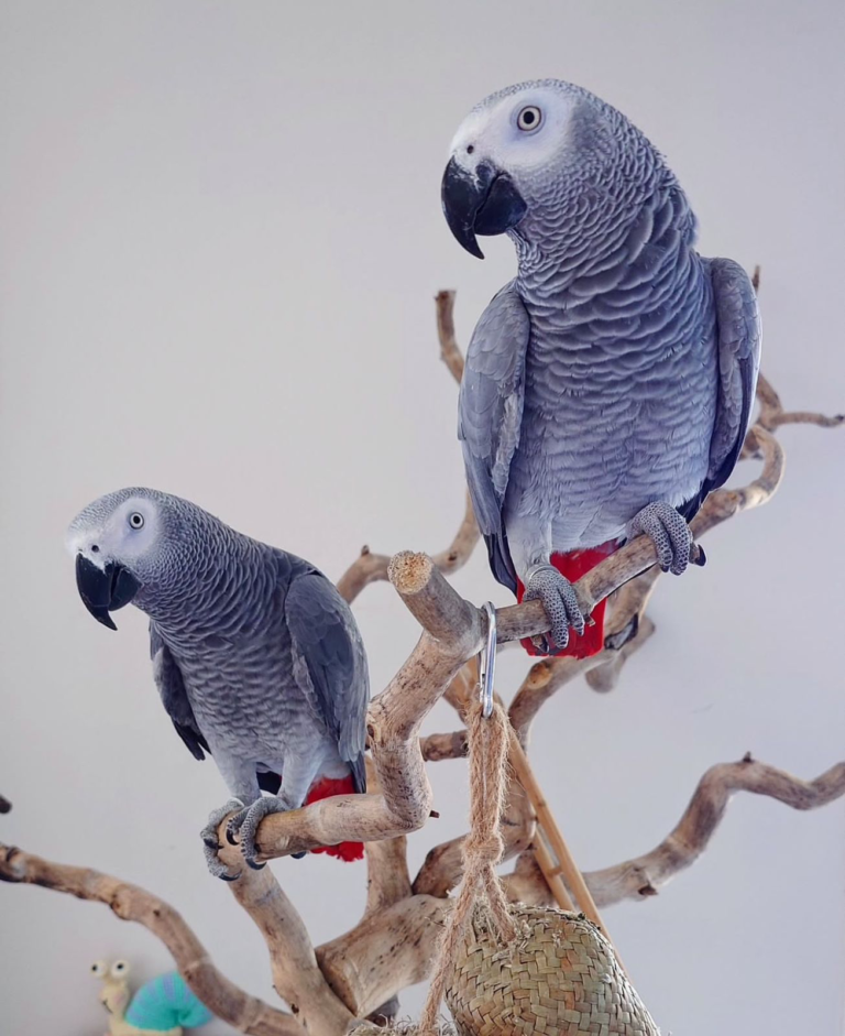 Pair Scarlet Macaw