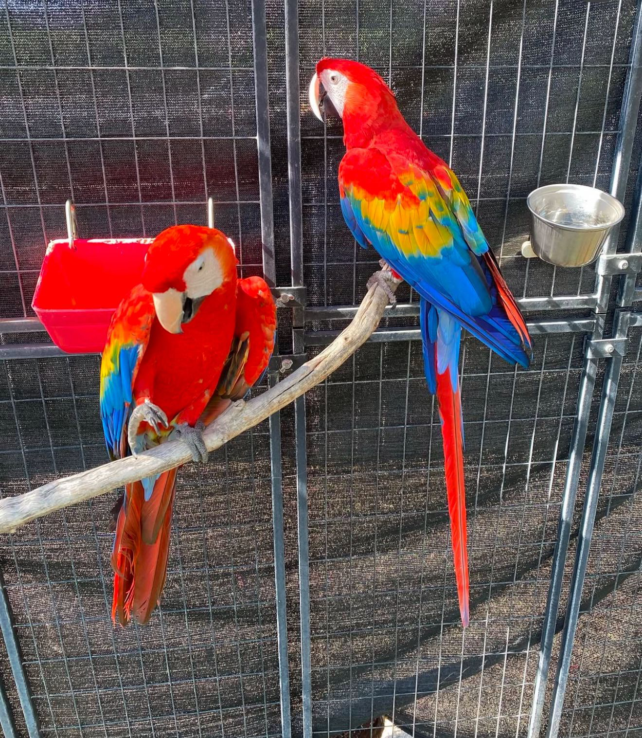 Pair Scarlet Macaw