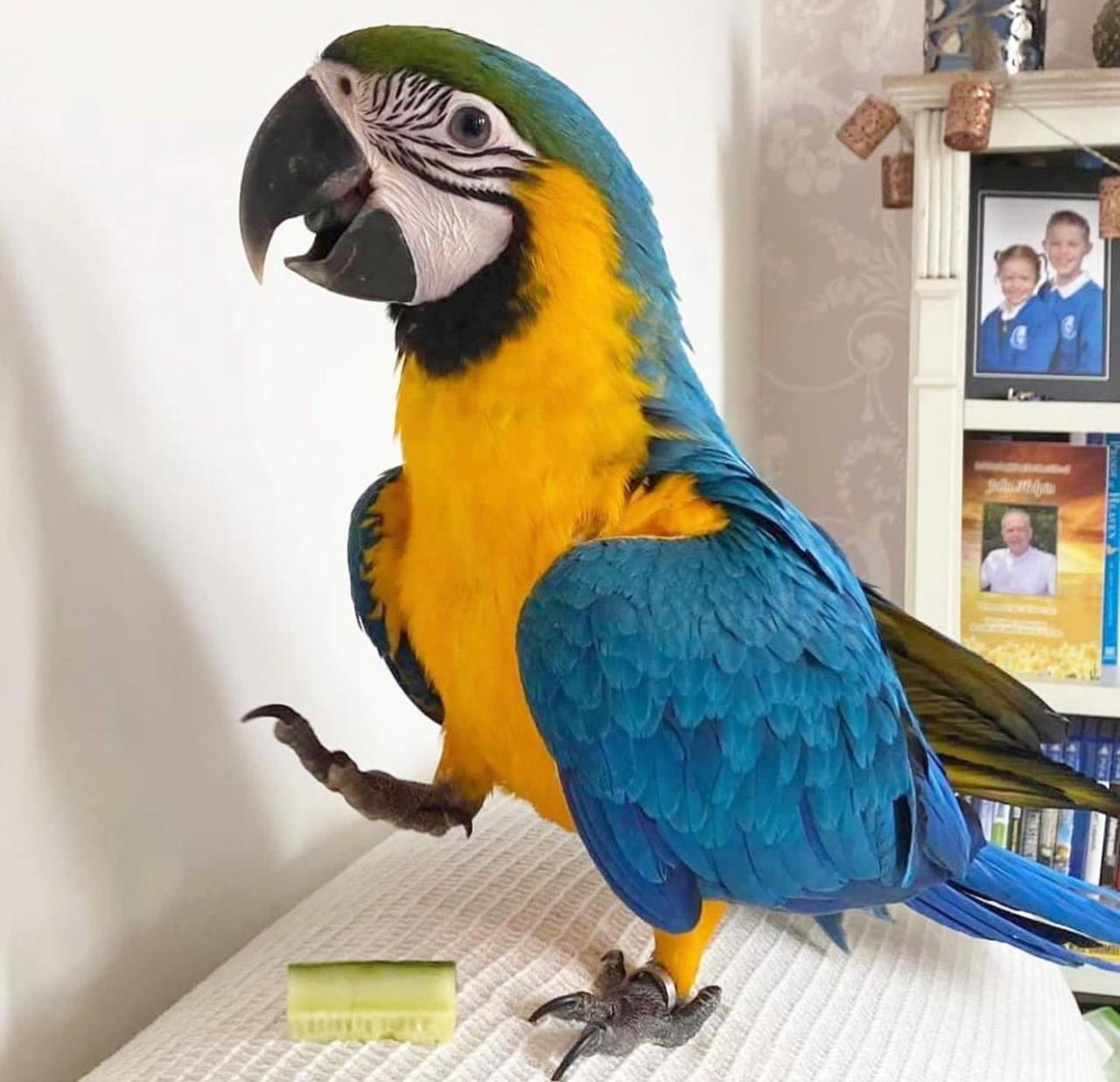 Blue & Gold Macaw Parrots